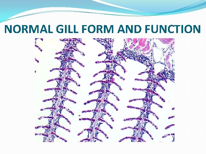 NORMAL GILL FORM AND FUNCTION 
