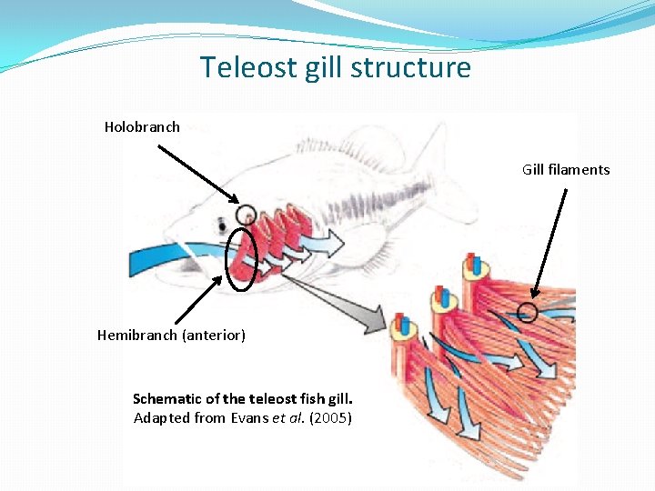 Teleost gill structure Holobranch Gill filaments Hemibranch (anterior) Schematic of the teleost fish gill.