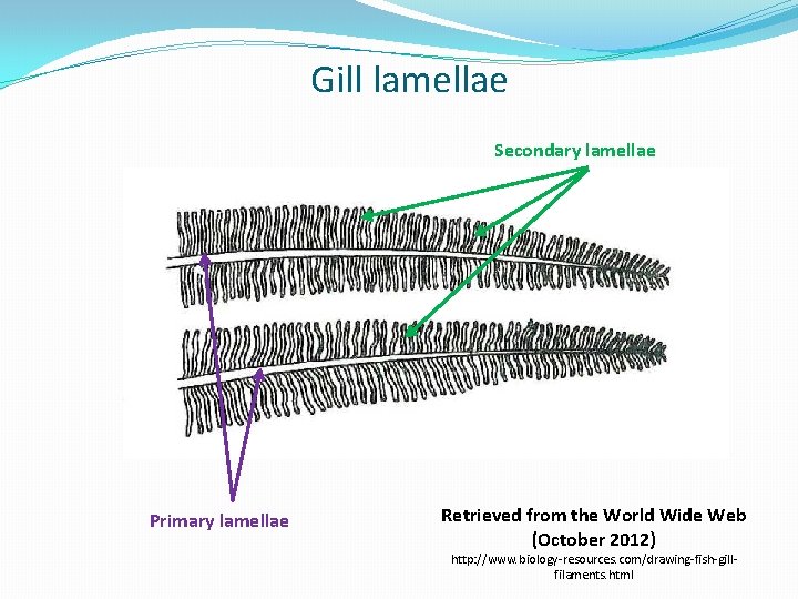 Gill lamellae Secondary lamellae Primary lamellae Retrieved from the World Wide Web (October 2012)