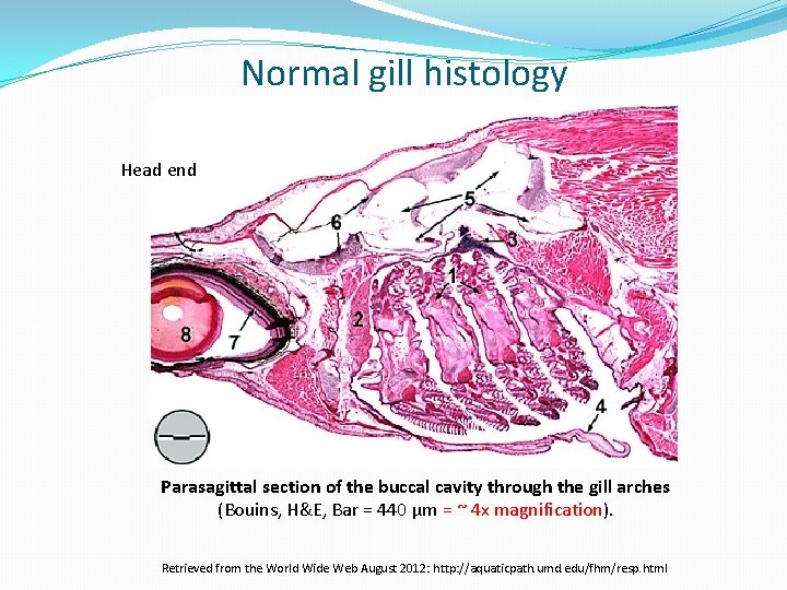 Normal gill histology Head end Parasagittal section of the buccal cavity through the gill