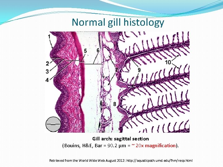 Normal gill histology Gill arch: sagittal section (Bouins, H&E, Bar = 90. 2 µm