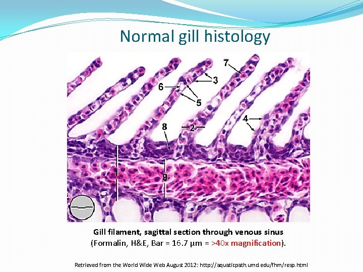 Normal gill histology Gill filament, sagittal section through venous sinus (Formalin, H&E, Bar =