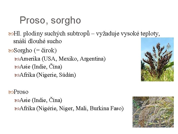 Proso, sorgho Hl. plodiny suchých subtropů – vyžaduje vysoké teploty, snáší dlouhé sucho Sorgho