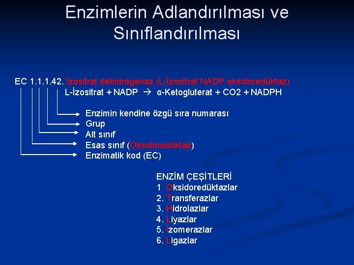 Enzimlerin Adlandırılması ve Sınıflandırılması EC 1. 1. 1. 42. İzositrat dehidrogenaz (L-İzositrat NADP oksidoredüktaz)