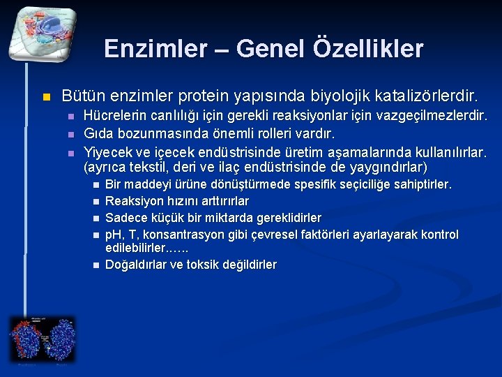 Enzimler – Genel Özellikler n Bütün enzimler protein yapısında biyolojik katalizörlerdir. n n n