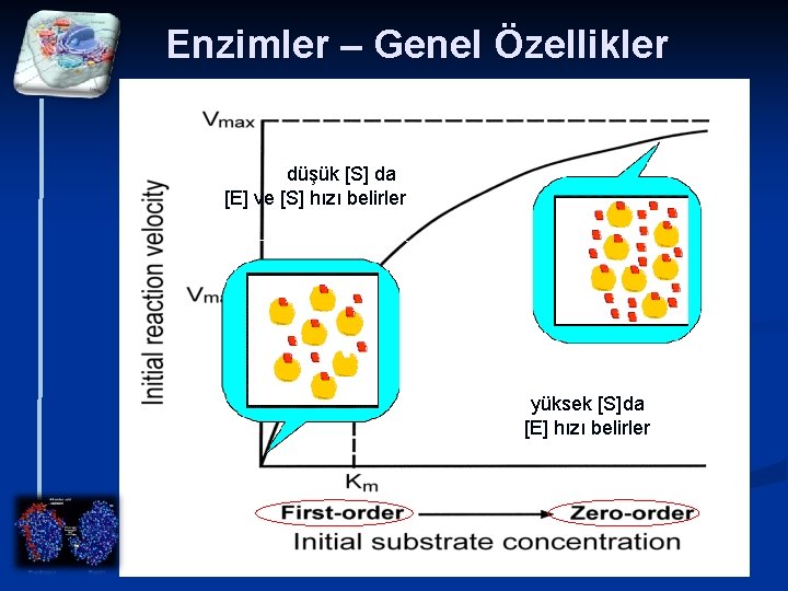 Enzimler – Genel Özellikler düşük [S] da [E] ve [S] hızı belirler yüksek [S]da