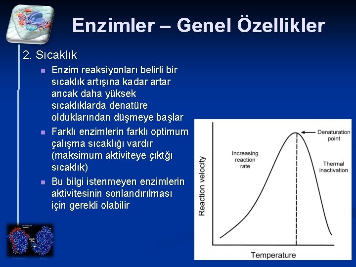 Enzimler – Genel Özellikler 2. Sıcaklık n n n Enzim reaksiyonları belirli bir sıcaklık