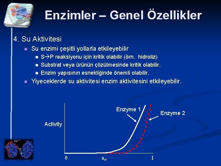 Enzimler – Genel Özellikler 4. Su Aktivitesi n Su enzimi çeşitli yollarla etkileyebilir n