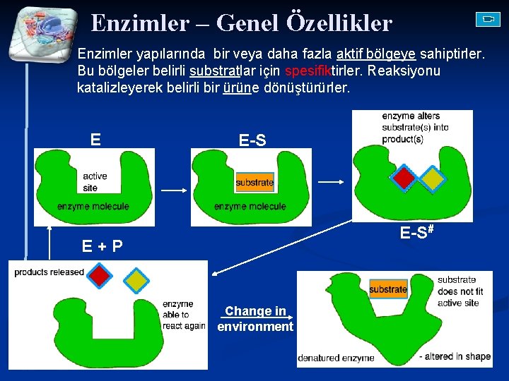 Enzimler – Genel Özellikler Enzimler yapılarında bir veya daha fazla aktif bölgeye sahiptirler. Bu