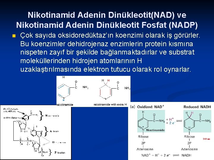 Nikotinamid Adenin Dinükleotit(NAD) ve Nikotinamid Adenin Dinükleotit Fosfat (NADP) n Çok sayıda oksidoredüktaz’ın koenzimi