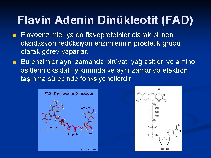 Flavin Adenin Dinükleotit (FAD) n n Flavoenzimler ya da flavoproteinler olarak bilinen oksidasyon-redüksiyon enzimlerinin