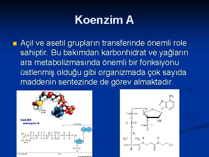 Koenzim A n Açil ve asetil grupların transferinde önemli role sahiptir. Bu bakımdan karbonhidrat