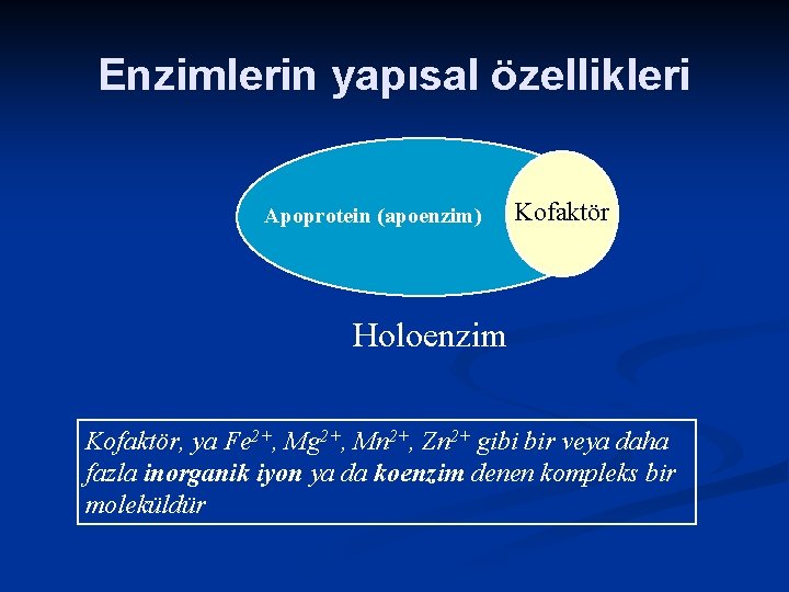 Enzimlerin yapısal özellikleri Apoprotein (apoenzim) Kofaktör Holoenzim Kofaktör, ya Fe 2+, Mg 2+, Mn
