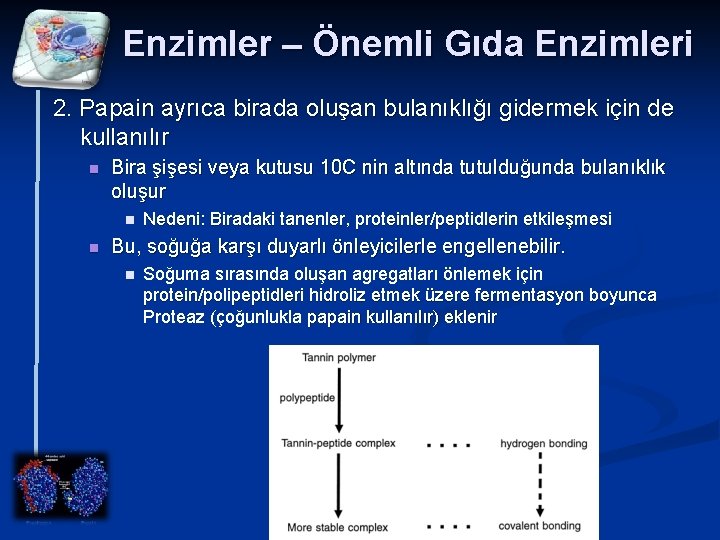 Enzimler – Önemli Gıda Enzimleri 2. Papain ayrıca birada oluşan bulanıklığı gidermek için de