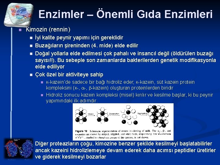 Enzimler – Önemli Gıda Enzimleri n Kimozin (rennin) n n İyi kalite peynir yapımı