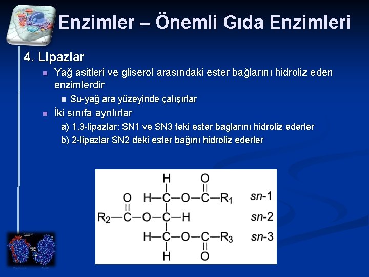 Enzimler – Önemli Gıda Enzimleri 4. Lipazlar n Yağ asitleri ve gliserol arasındaki ester