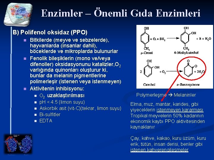 Enzimler – Önemli Gıda Enzimleri B) Polifenol oksidaz (PPO) n n n Bitkilerde (meyve