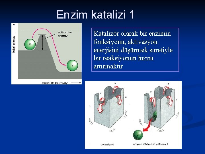 Enzim katalizi 1 Katalizör olarak bir enzimin fonksiyonu, aktivasyon enerjisini düşürmek suretiyle bir reaksiyonun
