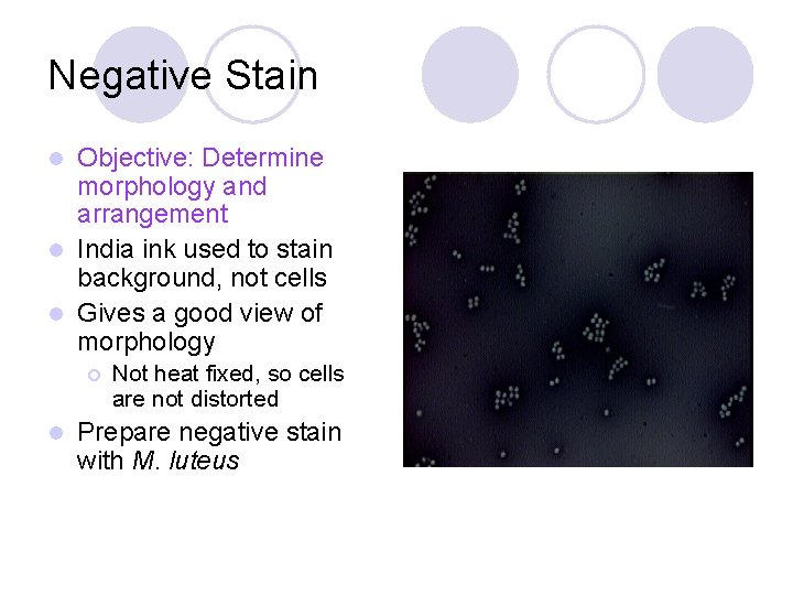 Negative Stain Objective: Determine morphology and arrangement l India ink used to stain background,