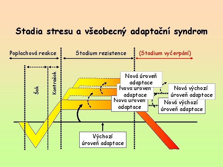 Stadia stresu a všeobecný adaptační syndrom Kontrašok Šok Poplachová reakce Stadium rezistence (Stadium vyčerpání)