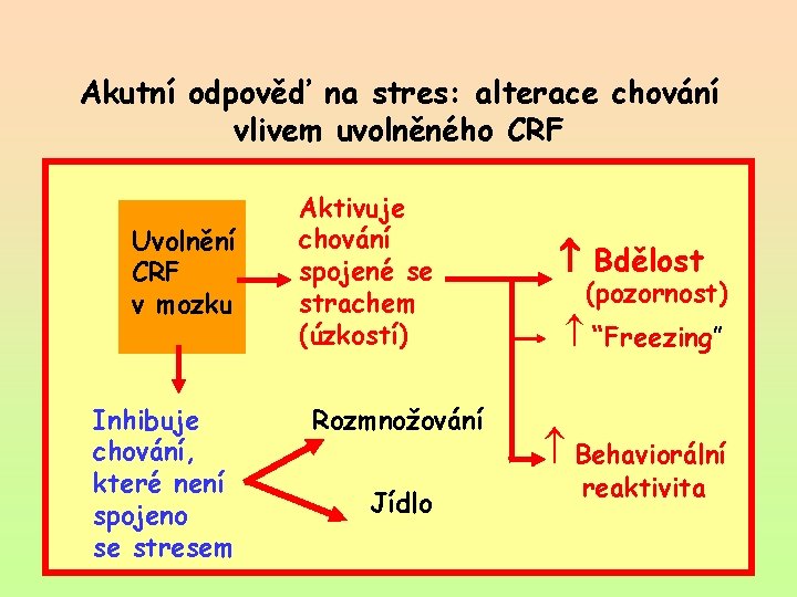 Akutní odpověď na stres: alterace chování vlivem uvolněného CRF Uvolnění CRF v mozku Inhibuje