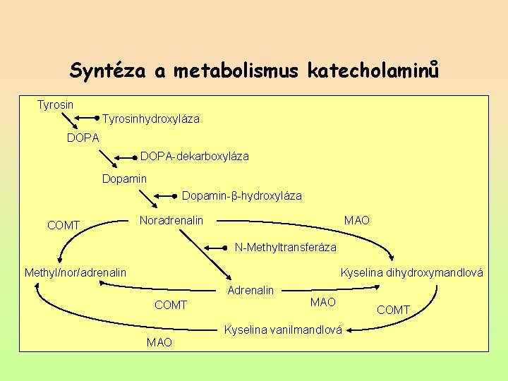 Syntéza a metabolismus katecholaminů Tyrosinhydroxyláza DOPA-dekarboxyláza Dopamin-β-hydroxyláza COMT Noradrenalin MAO N-Methyltransferáza Methyl/nor/adrenalin Kyselina dihydroxymandlová