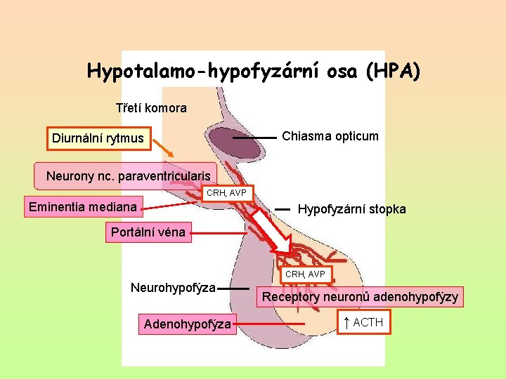 Hypotalamo-hypofyzární osa (HPA) Třetí komora Chiasma opticum Diurnální rytmus Neurony nc. paraventricularis CRH, AVP