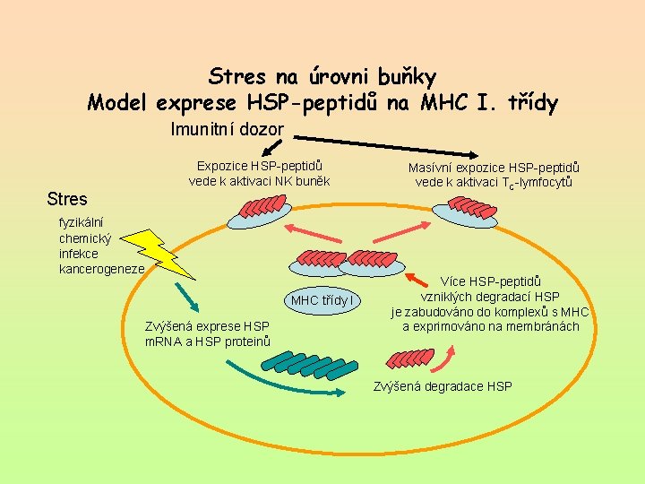 Stres na úrovni buňky Model exprese HSP-peptidů na MHC I. třídy Imunitní dozor Expozice
