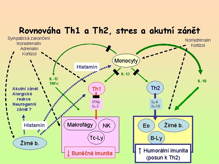 Rovnováha Th 1 a Th 2, stres a akutní zánět Sympatická zakončení Noradrenalin Adrenalin