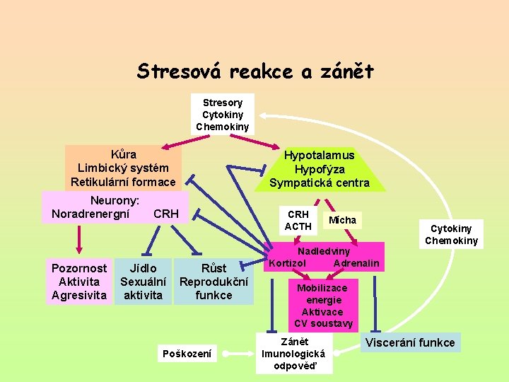 Stresová reakce a zánět Stresory Cytokiny Chemokiny Kůra Limbický systém Retikulární formace Neurony: Noradrenergní