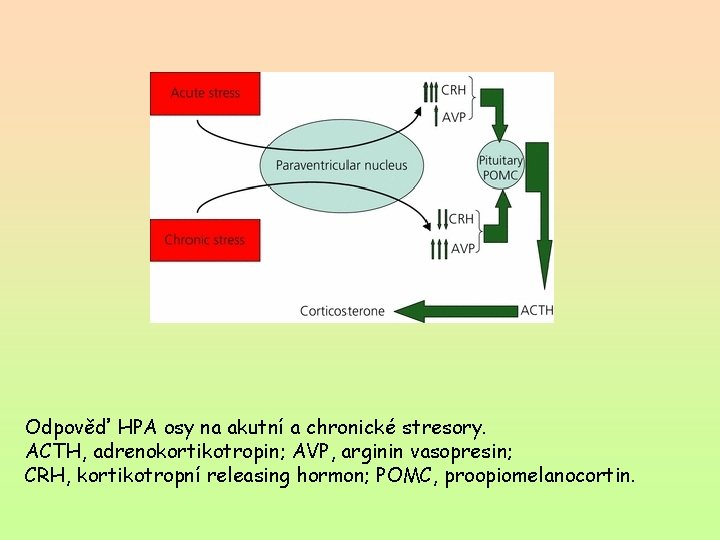 Odpověď HPA osy na akutní a chronické stresory. ACTH, adrenokortikotropin; AVP, arginin vasopresin; CRH,