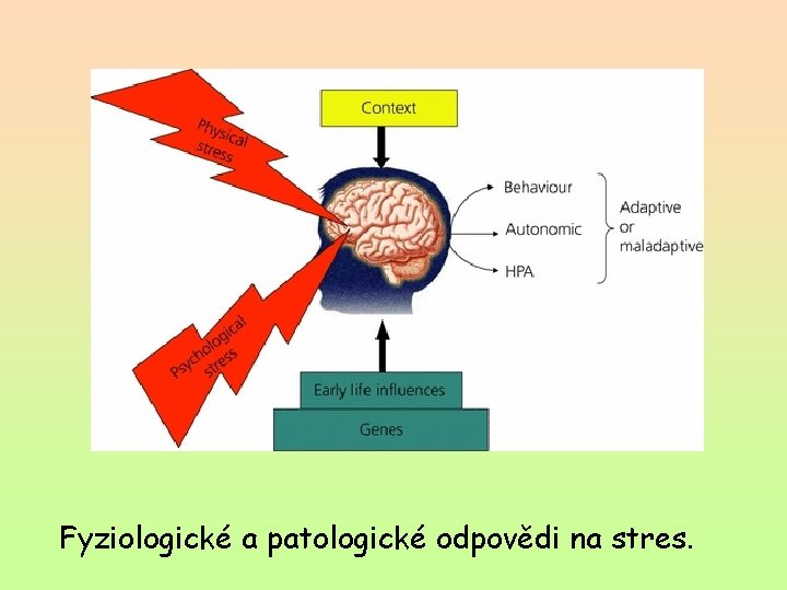 Fyziologické a patologické odpovědi na stres. 