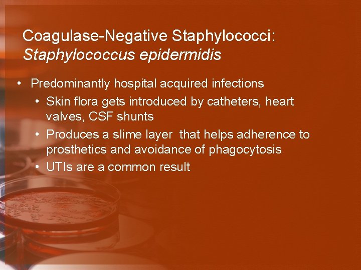 Coagulase-Negative Staphylococci: Staphylococcus epidermidis • Predominantly hospital acquired infections • Skin flora gets introduced