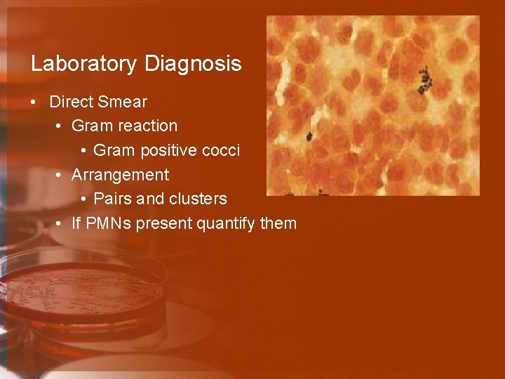 Laboratory Diagnosis • Direct Smear • Gram reaction • Gram positive cocci • Arrangement