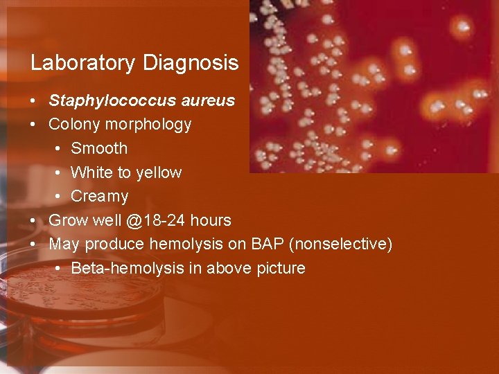 Laboratory Diagnosis • Staphylococcus aureus • Colony morphology • Smooth • White to yellow