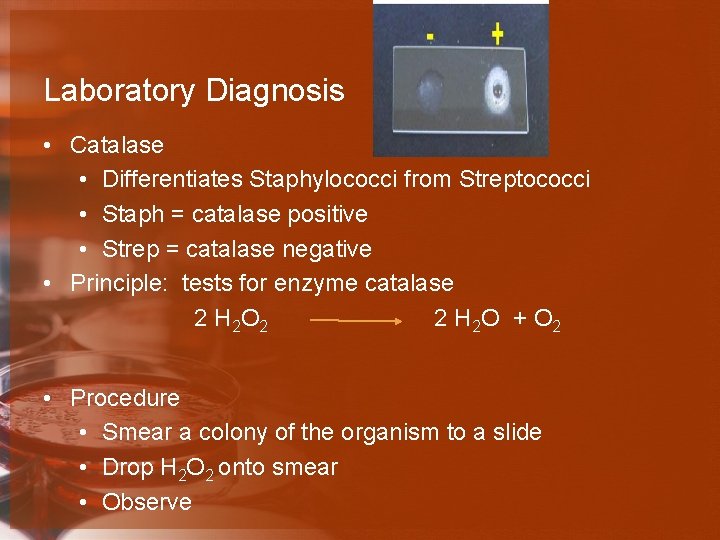 Laboratory Diagnosis • Catalase • Differentiates Staphylococci from Streptococci • Staph = catalase positive