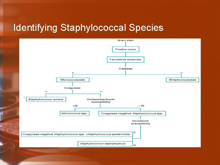 Identifying Staphylococcal Species 