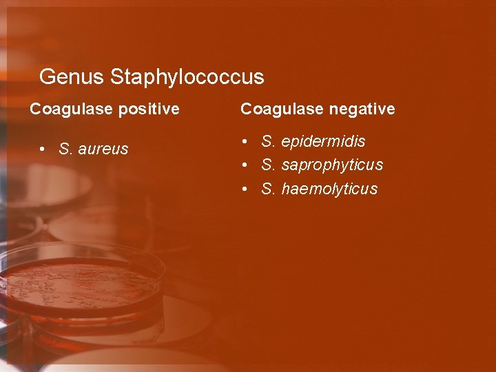 Genus Staphylococcus Coagulase positive • S. aureus Coagulase negative • S. epidermidis • S.