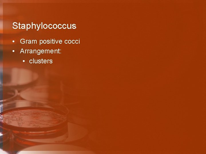 Staphylococcus • Gram positive cocci • Arrangement: • clusters 