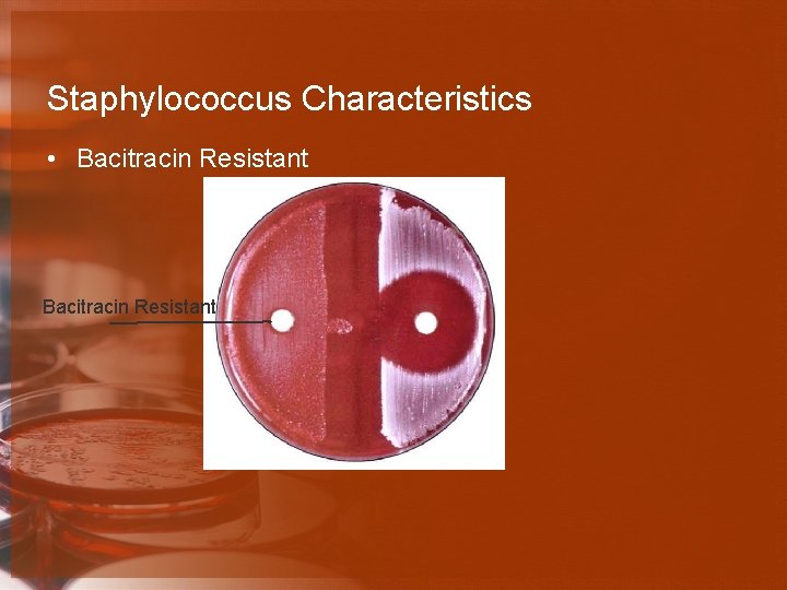 Staphylococcus Characteristics • Bacitracin Resistant 