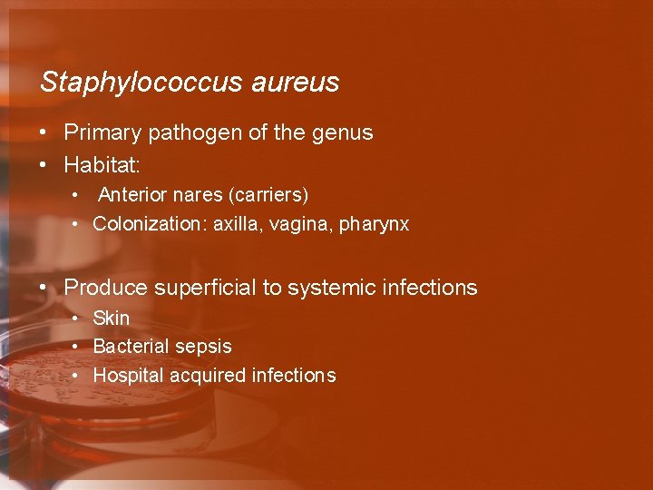 Staphylococcus aureus • Primary pathogen of the genus • Habitat: • Anterior nares (carriers)