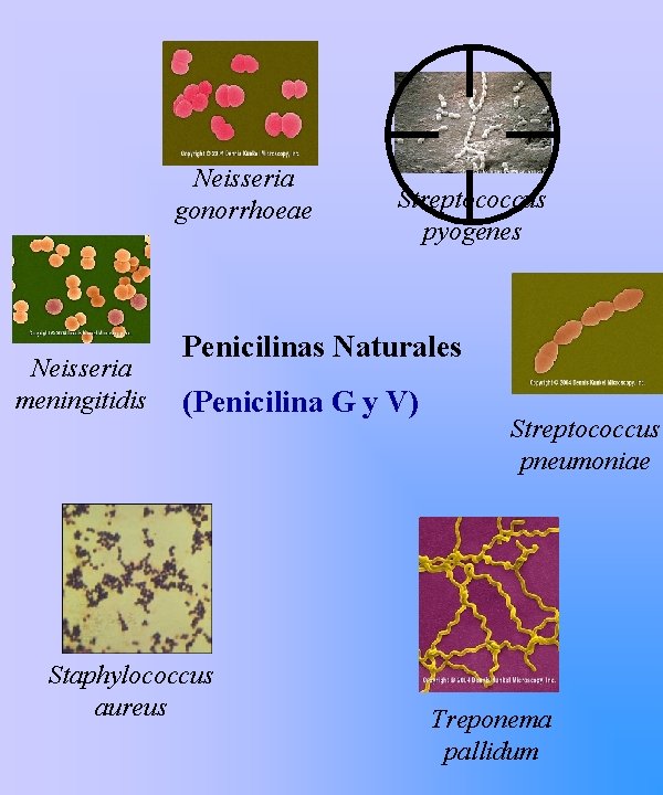 Neisseria gonorrhoeae Neisseria meningitidis Streptococcus pyogenes Penicilinas Naturales (Penicilina G y V) Staphylococcus aureus