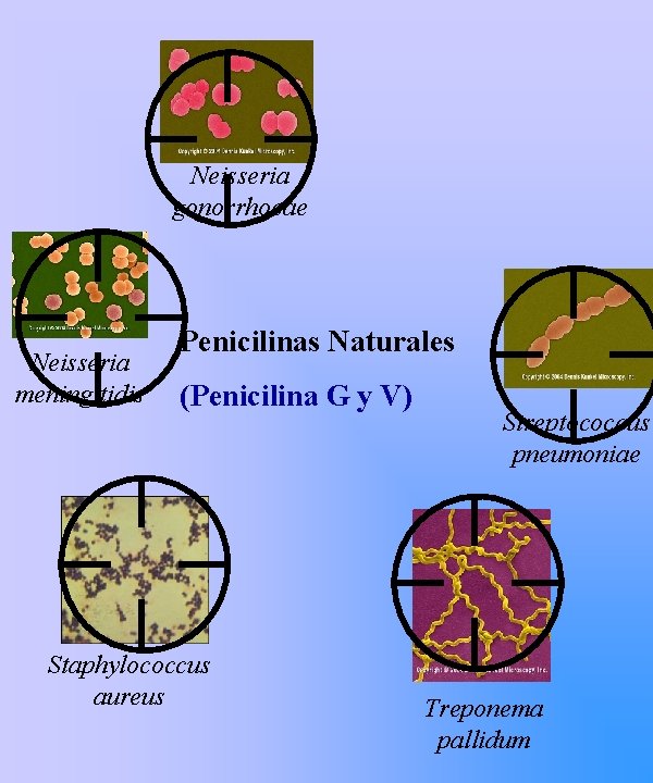 Neisseria gonorrhoeae Neisseria meningitidis Penicilinas Naturales (Penicilina G y V) Staphylococcus aureus Streptococcus pneumoniae