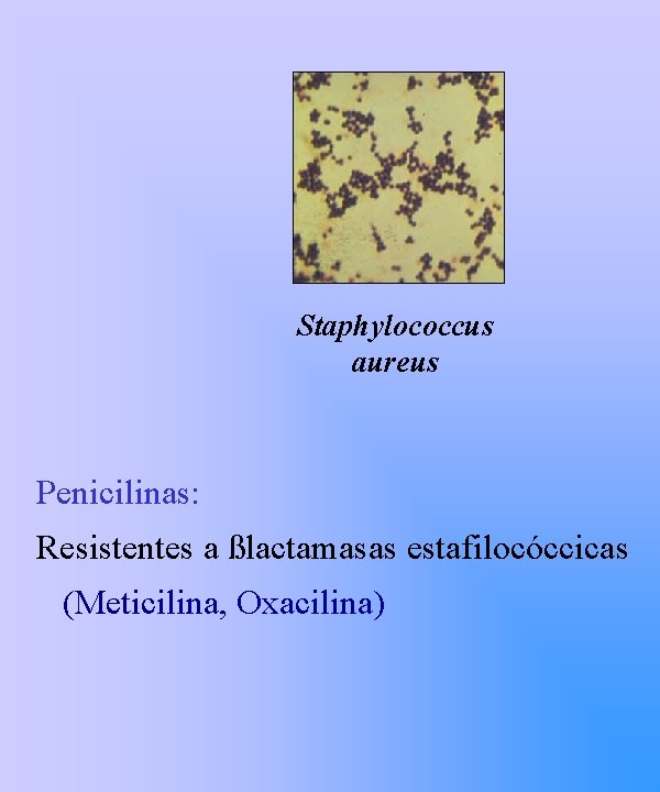 Staphylococcus aureus Penicilinas: Resistentes a ßlactamasas estafilocóccicas (Meticilina, Oxacilina) 