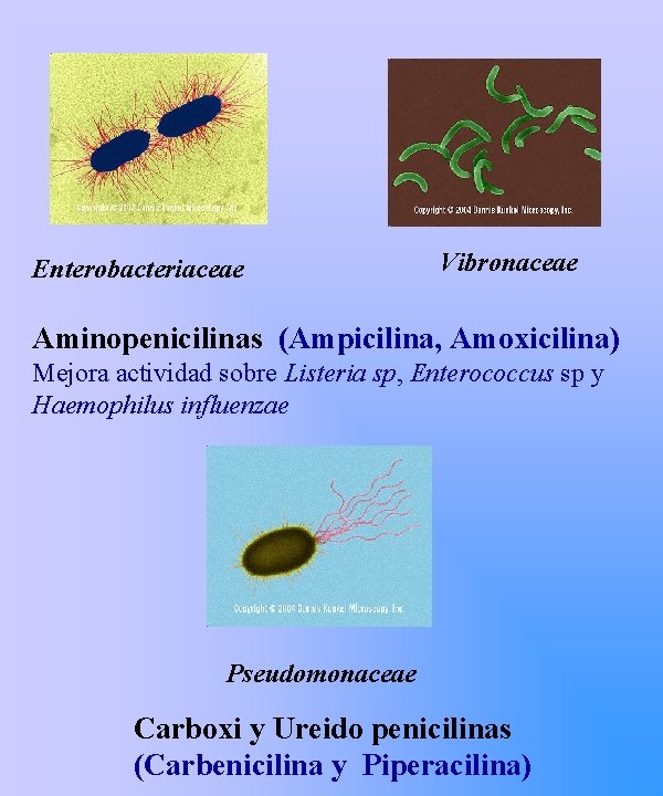Enterobacteriaceae Vibronaceae Aminopenicilinas (Ampicilina, Amoxicilina) Mejora actividad sobre Listeria sp, Enterococcus sp y Haemophilus