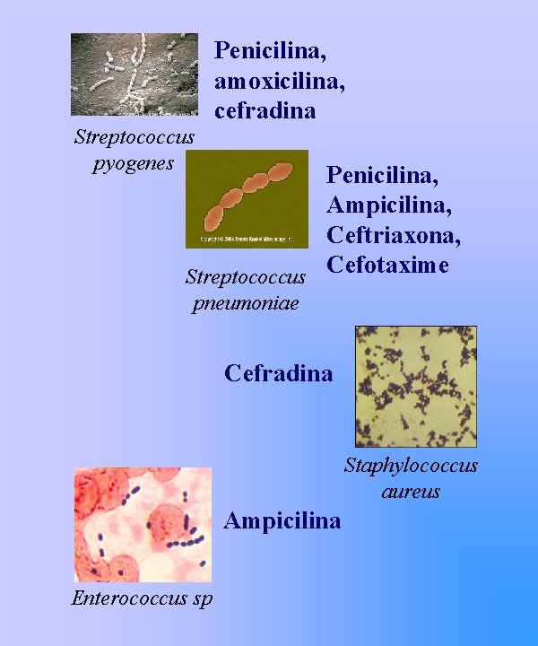 Penicilina, amoxicilina, cefradina Streptococcus pyogenes Penicilina, Ampicilina, Ceftriaxona, Cefotaxime Streptococcus pneumoniae Cefradina Staphylococcus aureus