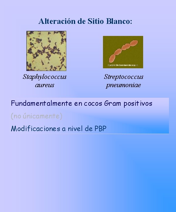 Alteración de Sitio Blanco: Staphylococcus aureus Streptococcus pneumoniae Fundamentalmente en cocos Gram positivos (no