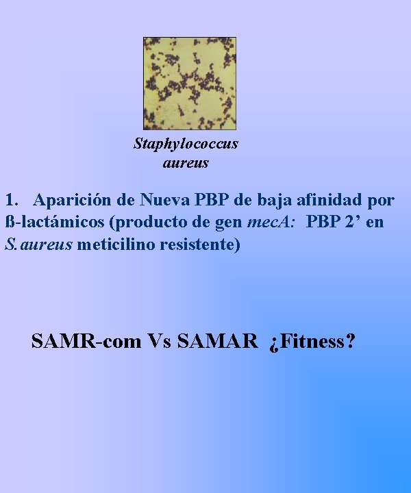 Staphylococcus aureus 1. Aparición de Nueva PBP de baja afinidad por ß-lactámicos (producto de