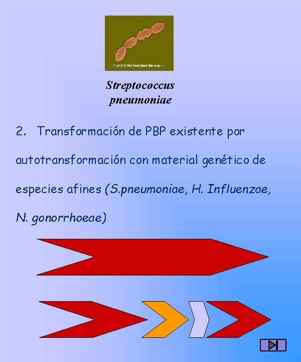 Streptococcus pneumoniae 2. Transformación de PBP existente por autotransformación con material genético de especies