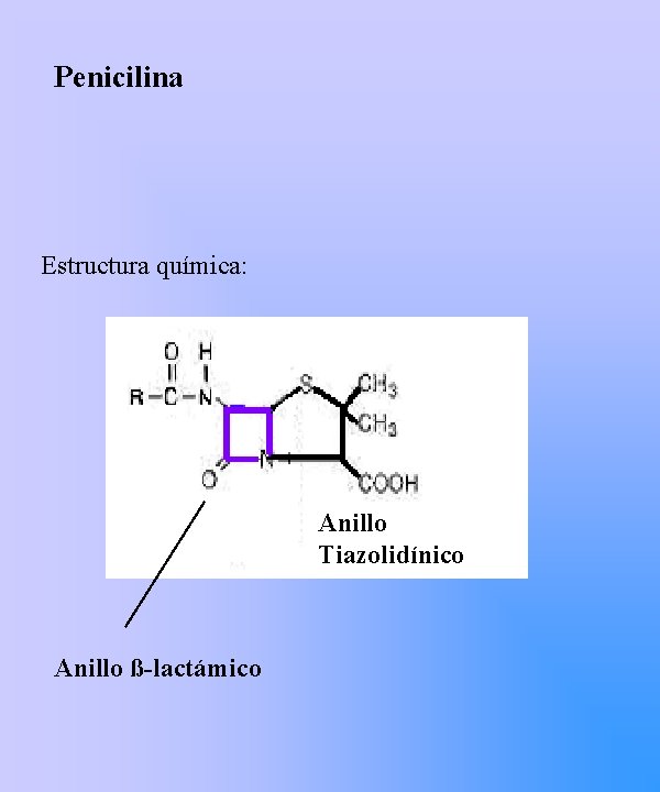 Penicilina Estructura química: Anillo Tiazolidínico Anillo ß-lactámico 